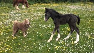 Foal playing with Shar pei Dog [upl. by Galloway843]