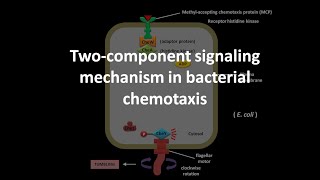 Chemotaxis in bacteria [upl. by Nissa]