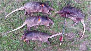 Armadillo Hunting with a Blowgun [upl. by Gawain]