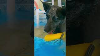 chill cattle dog in the pool [upl. by Calia901]