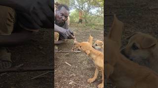 Wow Amazing how hadza feeding the dogs hadzabetribe dogs [upl. by Pepita]