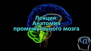 Анатомия промежуточного мозга Лекция Анатомия ЦНС нейроанатомия [upl. by Hibbitts]