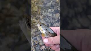 Montana Brown fishing flyfishing montana [upl. by Bunny]