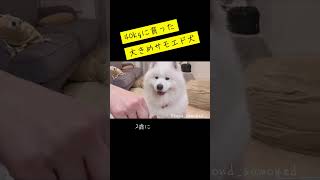 【サモエド🐻‍❄️モフモフ】㊗️誕生日㊗️ 癒し サモエド 犬のいる生活 もふもふモフモフ 可愛い かわいいもふもふ ペット モフモフ 愛犬 [upl. by Aicatsan]