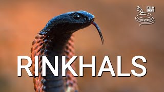 Venomous Rinkhals or Ringnecked spitting cobra not a true cobra [upl. by Leyes]