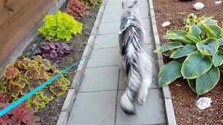 Maine Coon Felix The daily walk [upl. by Attlee]