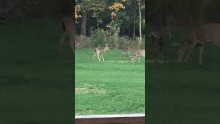 WildlifedeerBackyardOutdooryoutube [upl. by Adallard]