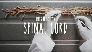 spinal cord anatomy part 2 [upl. by Elianora]