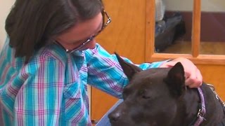 Dog fighting victims get second chance through volunteer care rehabilitation and training [upl. by Cattier]