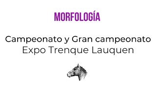 CAMPEONATO Y GRAN CAMPEONATO MORFOLOGIA quotB PASAPORTEquot  EXPO TRENQUE LAUQUEN [upl. by Hcra910]