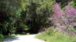 The Road to Buckeye Flat Campground [upl. by Llennoj]