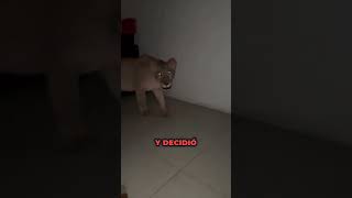 El hotel del terror 😰 shorts viral [upl. by Cirred112]