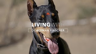 ALL ABOUT LIVING WITH DOBERMAN PINSCHERS [upl. by Iras]