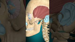 Temporalis muscle action Mandible retraction muscle [upl. by Evalyn]