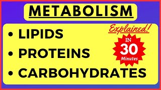 Metabolism of Lipid Carbohydrate Protein Beta oxidation of Fatty Acid Biochemistry Class 11 Biology [upl. by Miranda]