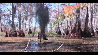 Swamp Tour Lake Martin Breaux Bridge Louisiana [upl. by Prowel443]