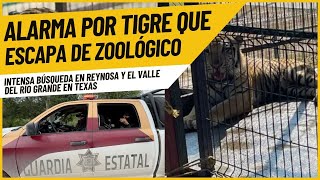 Un tigre de bengala escapó de un zoológico en Reynosa y ha puesto en alerta a toda la población [upl. by Ardnahs]