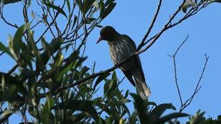 Olive backed Oriole 20 [upl. by Dieterich367]