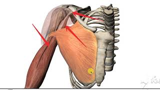 Coracobrachialis 2 [upl. by Ahteres]