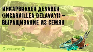 Инкарвиллея Делавея Incarvillea Delavayi — выращивание из семян [upl. by Ramonda877]