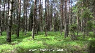 śpiew wilgi oriole birdsong [upl. by Manas949]