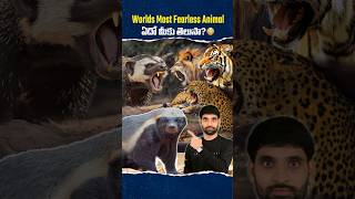 Worlds Most Fearless Animal ఇదేనట 😳 honeybadger shortsfeed shortsvideo shorts [upl. by Florida]