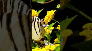 The Epic Journey of the Australian Swallowtail australiananimals wildlife facts [upl. by Delcina]