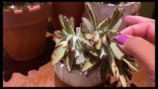 Succulent talk Kalanchoe Tomentosa [upl. by Lorenzana]