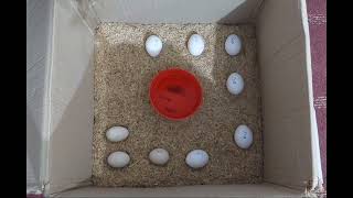 how to hatch chicken eggs at home  Chicken incubator  hens incubator [upl. by Izy843]