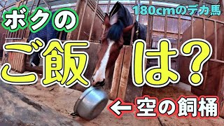 180cmの食べることが大好きなデカ馬が、空のエサ桶を転がしてご飯が無いぞアピールをする姿が可愛すぎました…【ツルマルボーイ様のシモべ】 [upl. by Ynos]