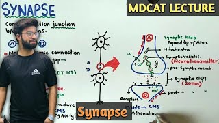 Synapse  NMDCAT 2021  Neurotransmitters [upl. by Nirac]