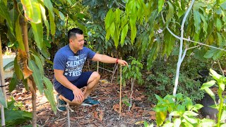 Growing Lychee Trees in 25°F  115°F Climate [upl. by Greyso]