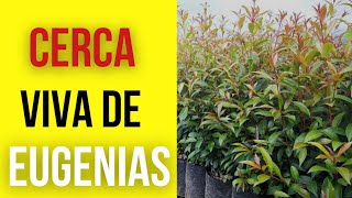 Cerca Viva de Eugenias en Casas Prefabricadas [upl. by Siblee277]