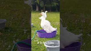 Geese having a bath cute goose Sebastopol Lockengans geese bath [upl. by Kcirneh458]