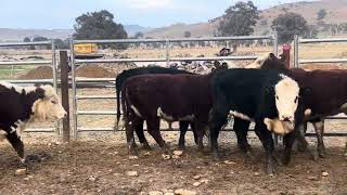 Ac ‘BRAESIDE’  6 Hereford amp BB Weaned Heifers NSM Vendor Bred Grass Assured 910 Months [upl. by Ariaek]