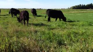 Moving cows on Green Grass Ranch [upl. by Graaf]