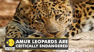 Amur leopard spotted for the first time in 50 years  Endangered animals  WION [upl. by Kemeny582]