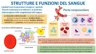 STRUTTURA E FUNZIONE DEL SANGUE [upl. by Atiuqrahs888]