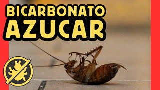 BICARBONATO CON AZÚCAR para CUCARACHAS [upl. by Koslo]