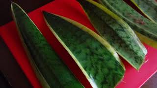 Snake plant leaf cuttings that are rooting in water [upl. by Sibilla]