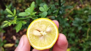 Cold Hardy Citrus in New York  Trifoliate Orange Poncirus Trifoliata [upl. by Jacinta920]