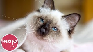 Top 10 Greatest Cat Breeds [upl. by Eintihw368]