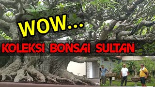 KOLEKSI BONSAI DAN BAHAN BONSAI SUPER JUMBO [upl. by Enicar]