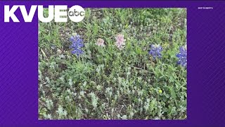 Rare pink bluebonnets spotted in Burnet County [upl. by Fennelly]