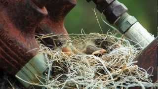 A Journey in Nature  Sandhill Crane Documentary in Central Nebraska [upl. by Pittman]