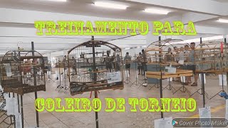 RODA DE COLEIRO AUDIO PARA TREINAMENTO DE 3 HORAS [upl. by Oakley897]