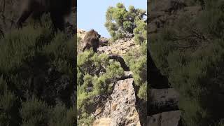 The gelada baboon ethiopia gelada money wildlife ethiopianwildlife [upl. by Aderf]