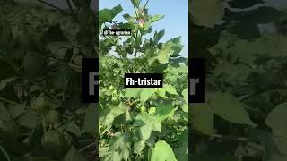 Cotton new variety 2024 Transgenic cotton Triple gene high yielding glyphosate resistant [upl. by Durkee799]