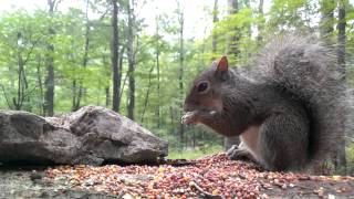 Eastern Gray Squirrel Video for dogs and cats to watch [upl. by Heddy]