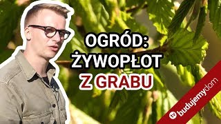 Żywopłot z grabu pospolitego  rady królewskiego ogrodnika [upl. by Virgel]